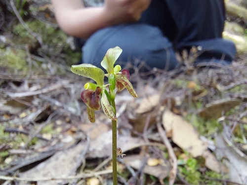 Image of Townsonia viridis by (c) Brendan Costello, some rights reserved (CC BY)