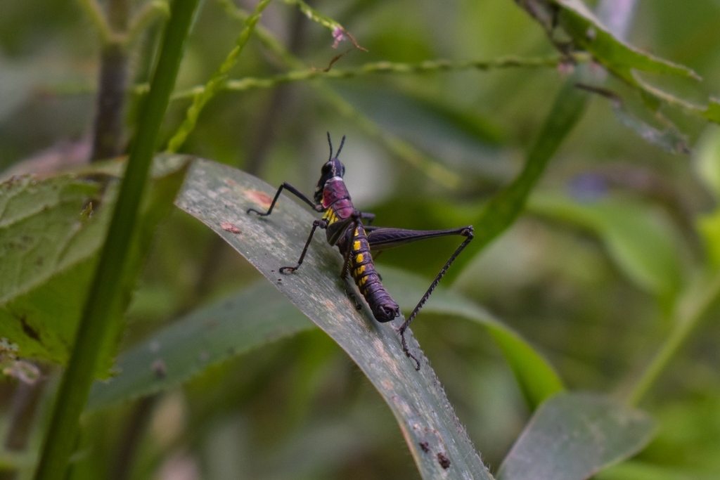 Lethus carbonarius