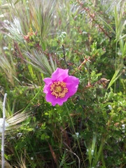 Rosa minutifolia