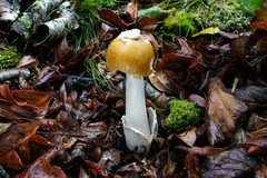 Amanita sinicoflava
