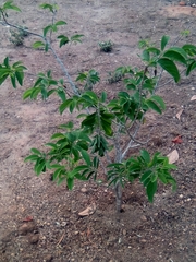 Annona