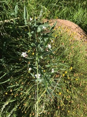 Convolvulus sagittatus
