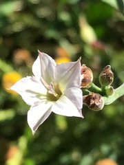 Convolvulus sagittatus