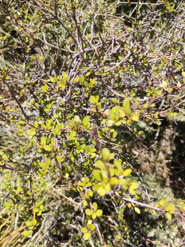 Aristotelia fruticosa (Aristotelia fruticosa)