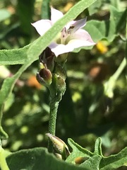Convolvulus sagittatus