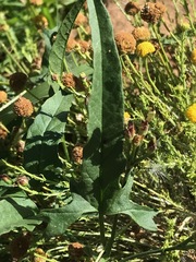 Convolvulus sagittatus