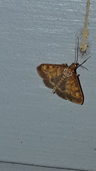 Pyrausta acrionalis