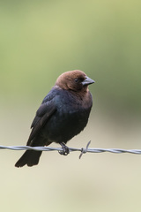 Brown-headed Cowbird - Photo (c) Greg Lasley, some rights reserved (CC BY-NC), uploaded by Greg Lasley