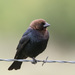 Brown-headed Cowbird - Photo (c) Greg Lasley, some rights reserved (CC BY-NC), uploaded by Greg Lasley