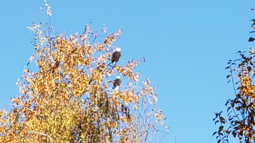 Bald Eagle photographed in Washington