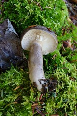 Lactarius mucidus