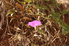 Ipomoea elongata