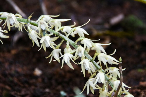 Micholitzii Orchid