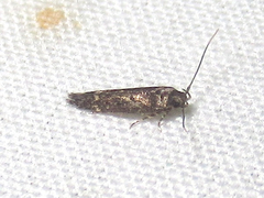 Chrysopeleiinae