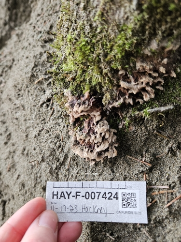 Thelephora terrestris — (c) Mandy Hackney, some rights reserved (CC BY)
