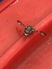 Otitinae