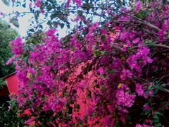 Bougainvillea