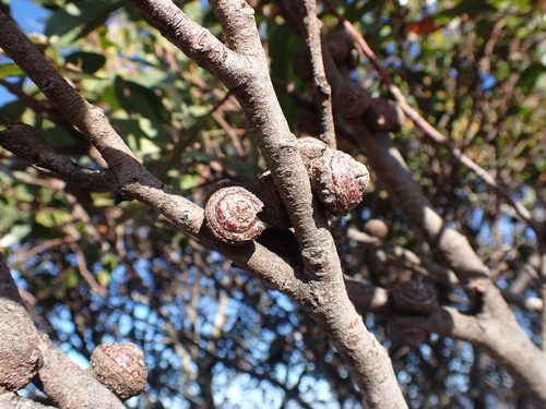 Image of Eucalyptus serraensis by (c) Nina Kerr, some rights reserved (CC BY)