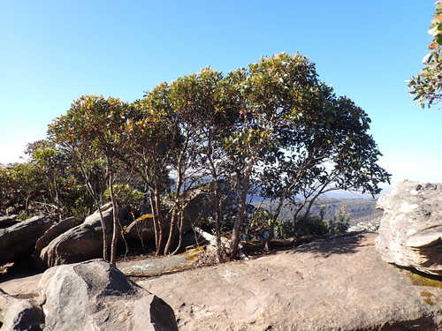 Image of Eucalyptus serraensis by (c) Nina Kerr, some rights reserved (CC BY)