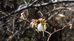 Vaccinium formosum