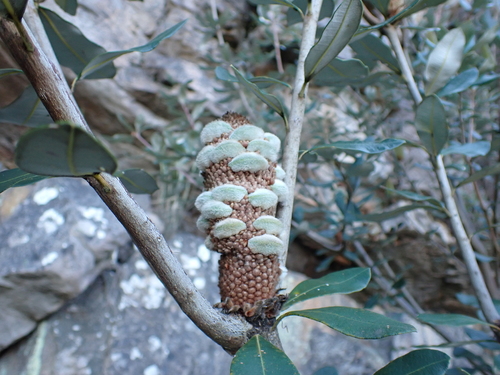 Image of Banksia saxicola by (c) Nina Kerr, some rights reserved (CC BY)