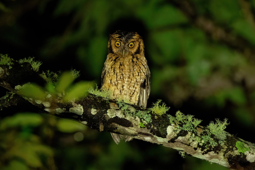 Peruvian Screech-owl
