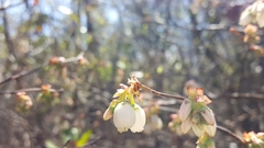 Vaccinium formosum