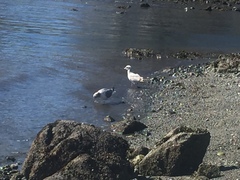 Larus brachyrhynchus