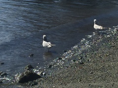 Larus brachyrhynchus