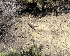 Aspidoscelis hyperythrus beldingi