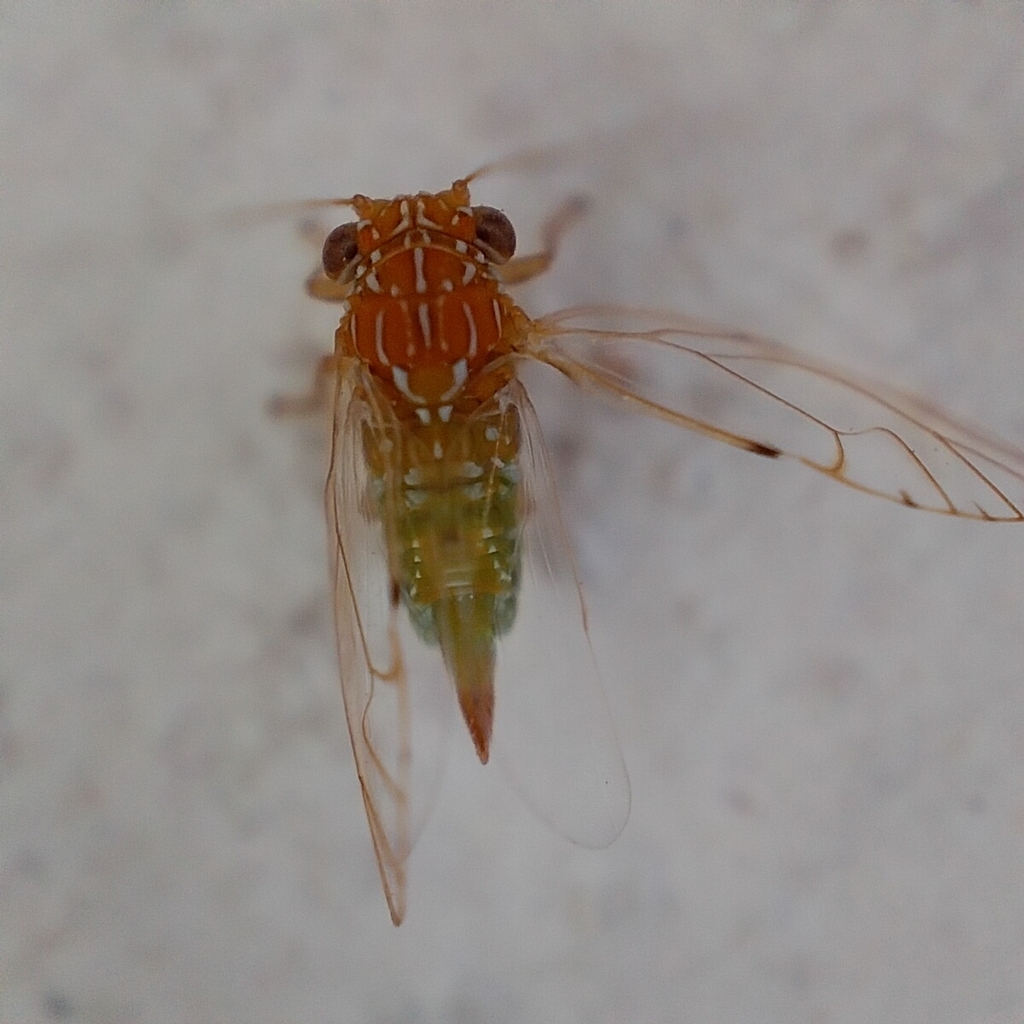 Mitrapsylla