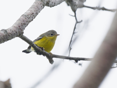 Setophaga magnolia image