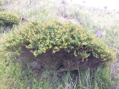 Acmispon dendroideus traskiae