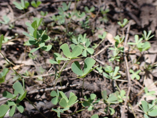 Image of Marsilea costulifera by (c) Nina Kerr, some rights reserved (CC BY)