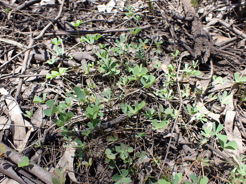 Image of Marsilea costulifera by (c) Nina Kerr, some rights reserved (CC BY)