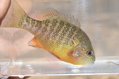 Lepomis peltastes