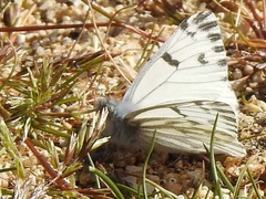 Pontia sisymbrii