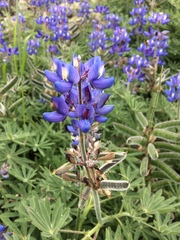 Lupinus guadalupensis