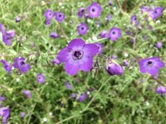Pholistoma auritum auritum