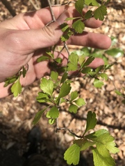 Crataegus spathulata
