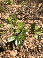 Crataegus spathulata