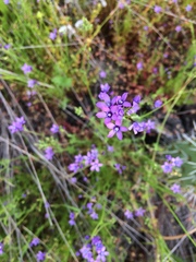 Gilia nevinii