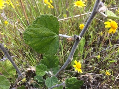 Malacothamnus clementinus