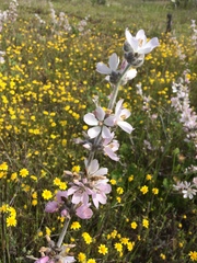 Malacothamnus clementinus