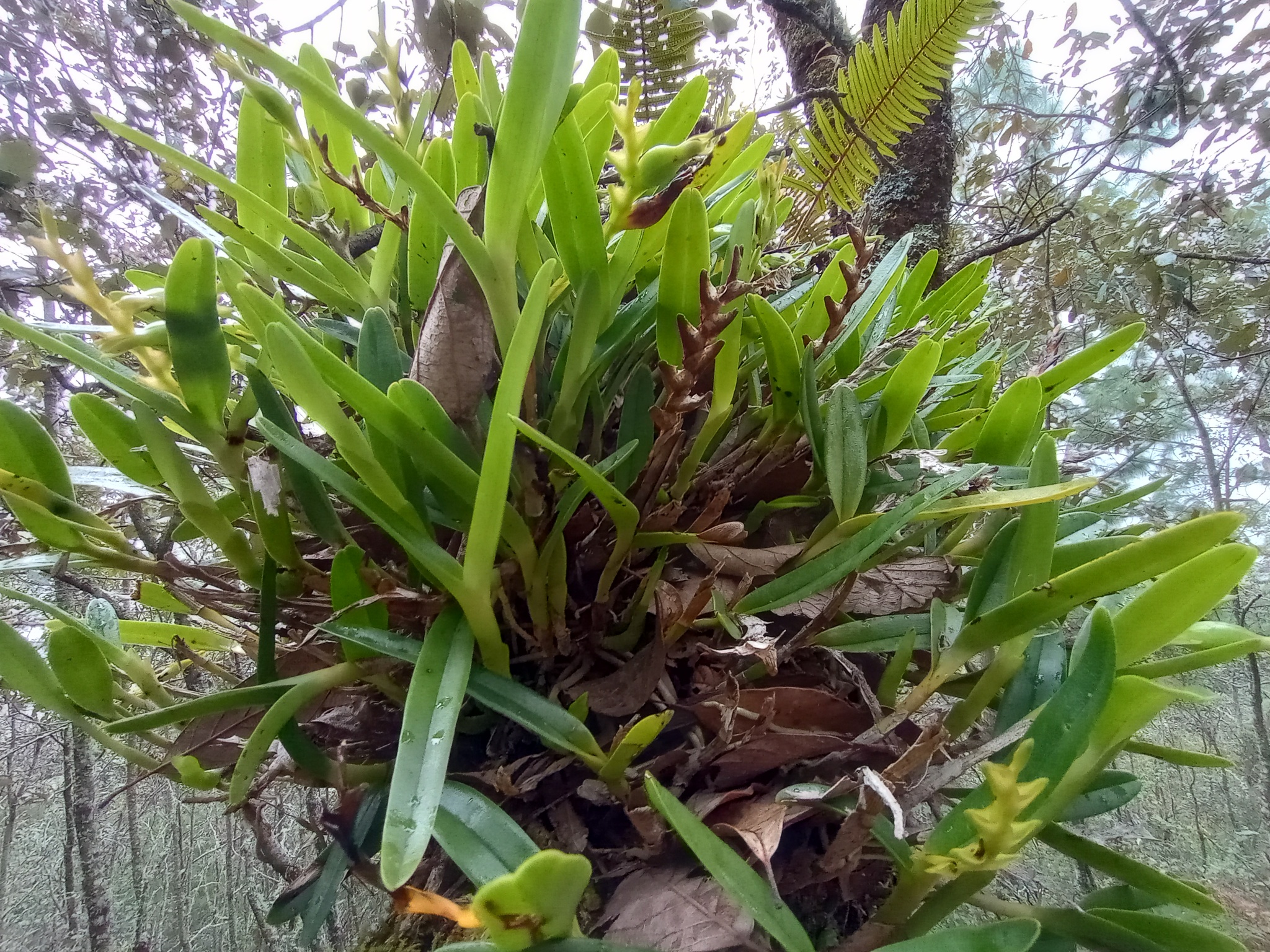 Epidendrum mocinoi Hágsater