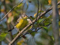 Setophaga magnolia image