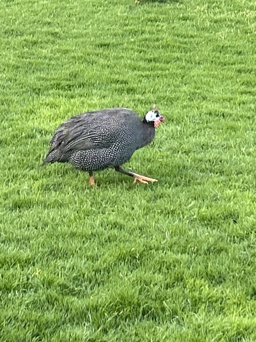 Domestic Guineafowl