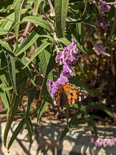 Painted Lady