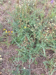 Erythrostemon caudatus