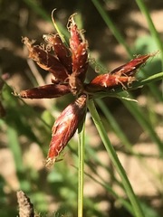 Cyperus usitatus